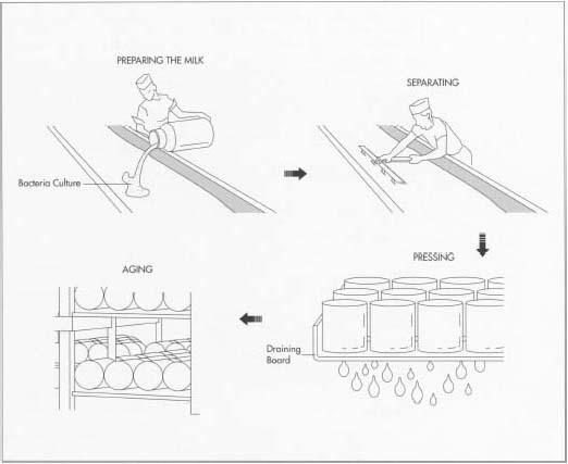 In a typical cheese-making operation, the first step is preparing the milk. Although smaller factories purchase unpasteurized milk that already has the bacteria present to produce lactic acid (necessary for curdling), larger factories purchase pasteurized milk and must add bacteria culture to produce the lactic acid. Next, the curds must be separated from the whey. Animal or vegetable rennet is added, and then the curds are agitated and cut using large knives. As the whey separates, it is drained. The curds are then pressed into molds, if necessary, to facilitate further moisture drainage, and aged for the proper amount of time. Some cheeses are aged for a month, others for several years.