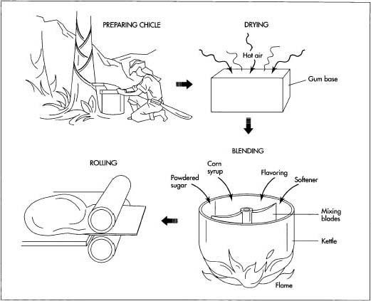 Chewing gum base consists either of natural latex or a synthetic substitute. Natural latex such as chicle is harvested by making large X-marks on rubber trees and then collecting the substance as it runs down the tree. After grinding the base to form a coarse meal, the mixture is dryed for a day or two. Next, the mixture is heated in large kettles while the other ingredients are added. Large machines then pummel, or "knead," the mass until it is properly smooth and rubbery, and it is put on a rolling slab and reduced to the proper thickness.