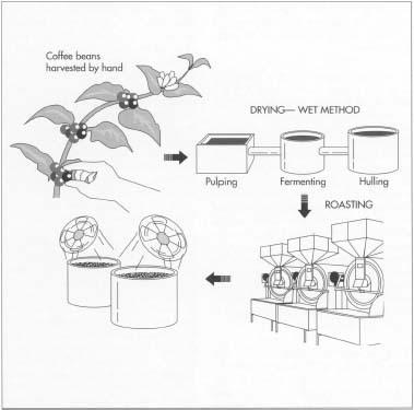 Coffee bean harvesting is still done manually. The beans grow in clusters of two; each cluster is called a "cherry." Next, the beans are dried and husked. In one method, the wet method, the beans are put in pulping machines to remove most of the husk. After fermenting in large tanks, the beans are put in hulling machines, where mechanical stirrers remove the final covering and polish the beans to a smooth, glossy finish. After being cleaned and sorted, the beans are roasted in huge ovens. Only after roasting do the beans emit their familiar aroma. The beans are then cooled.