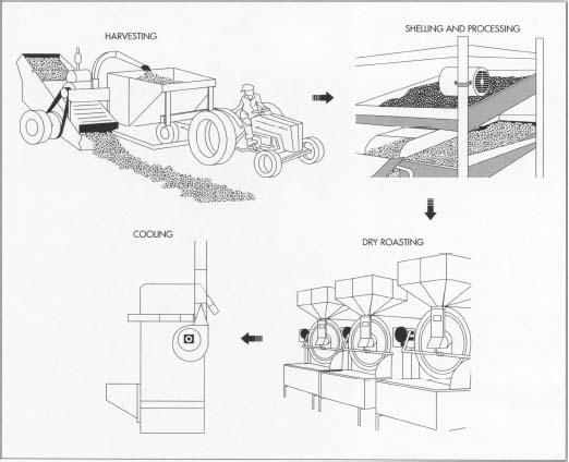 The first several steps in peanut butter manufacture involve processing the main ingredient: the peanuts. After harvesting, the peanuts are cleaned, shelled, and graded for size. Next, they are dry roasted in large ovens, and then they are transferred to cooling machines, where suction fans draw cooling air over the peanuts.