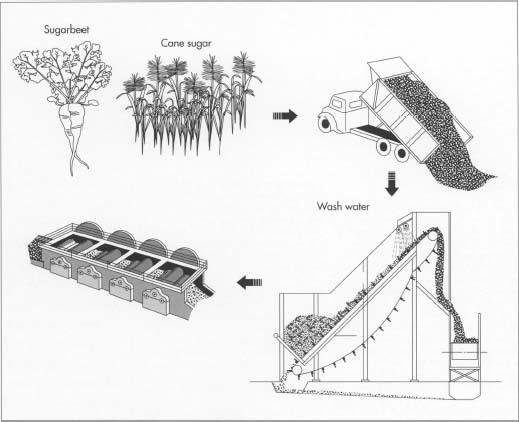 In the United States, harvesting of both cane and sugar beet is done primarily by machine, although in some states it is also done by hand. The harvested cane stalks and beets are loaded mechanically into trucks or railroad cars and taken to mills for processing into raw sugar. Once there, they are cleaned, washed, milled to extract juice, filtered, and purified. The result is a clear, sugar-filled juice.