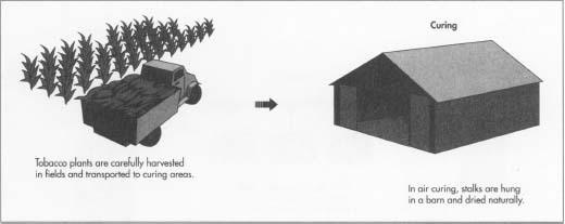 The most important component of cigarettes is tobacco, which graos in two varieties: Nicotiana tabacum, or cultivated tobacco, and Nicotiana rusica, or wild tobacco. Although transplanfing machines are available, the vast malority of the world's tobacco plants are still planted by hand.