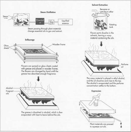 Oils are extracted from plant substances by steam disfillation, solvent extraction, enfleurage, maceration, or expression.