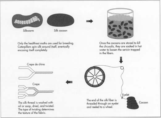 The secret to silk production is the tiny creature known as the silk-worm, which is the caterpillar of the silk moth Bombyx mori.