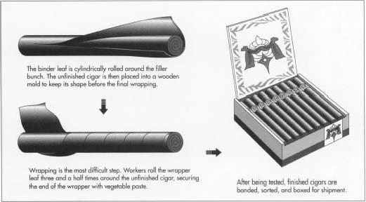 Cigars come in several shapes and sizes. Perfecto refers to a cigar with a pointed head and tapering sides; Panatella is a long, thin, straight cigar; Cheroot is an open-ended cigar, usually made in India or Asia. From the smallest [3.5 in 18.9 cm)] to the largest [7.5 in (19 cm)] cigars are labeled the Half Corona, Tres Petit Corona, Petit Corona, Corona, Corona Grande, Lonsdale, and Double Corona.