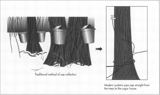 To collect maple sap, holes are drilled into the trees and hollow spikes are inserted. Traditionally, pails collected the syrup that dripped out, but modern systems send the sap directly to the sugar house.