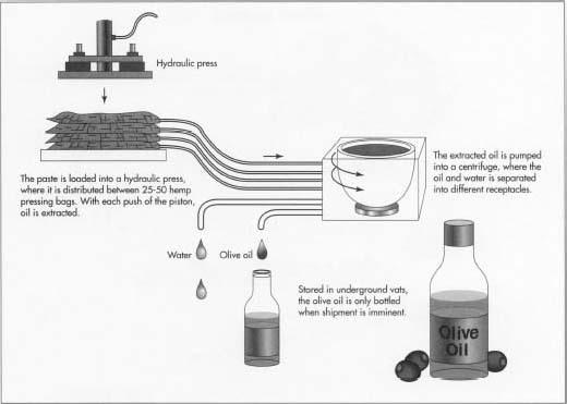 Olive Oil