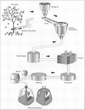 Once the apples are harvested and washed, the fruit is crushed and pressed. The remaining juice is fermented, creating cider.