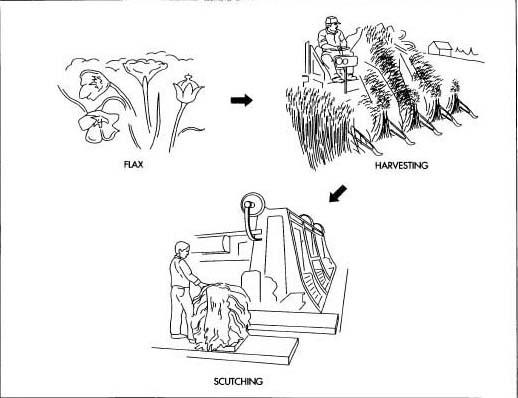 Once flax is harvested and the fiber removed from the stalks, a scutching machine removes the broken outer layer called shives.