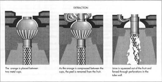 In an automated process, the juice is extracted from the orange while the peel is removed in one step.