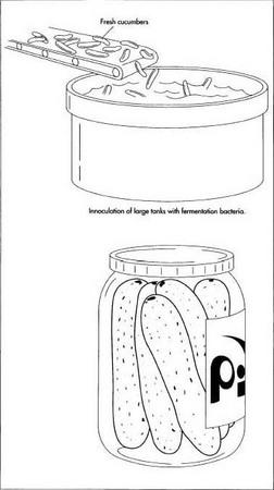 During a storage period of about five weeks, the fermentation bacteria breakdown the sugars present in the vegetable and produce carbon dioxide. To prevent adverse effects from the carbon dioxide, the tanks are periodically degassed. Pickles made in this way have a shelf life of many months.