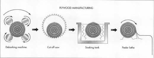 The logs are first debarked and then cut into peeler blocks. In order to cut the blocks into strips of veneer, they are first soaked and then peeled into strips.