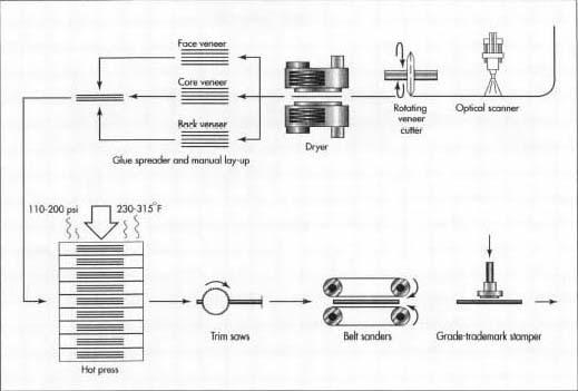 The wet strips of veneer are wound into a roll, while an optical scanner detects any unacceptable defects in the wood. Once dried the veneer is graded and stacked. Selected sections of veneer are glued together. A hot press is used to seal the veneer into one solid piece of plywood, which will be trimmed and sanded before being stamped with its appropriate grade.
