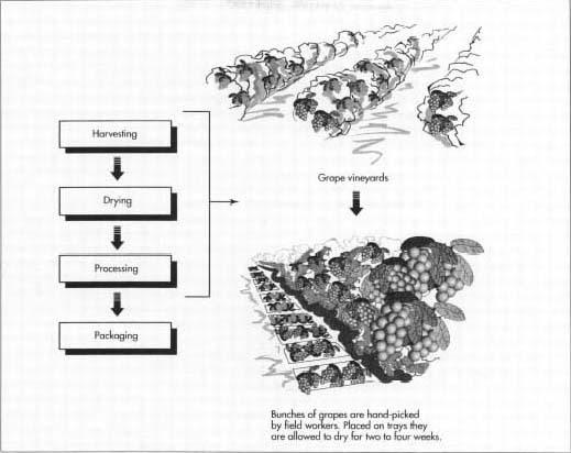 Grapes are harvested in August through September. While drying on trays, the grapes' moisture content is reduced from 75% to under 15% and the color of the fruit changes to a brownish purple. After the fruit is dried, the paper trays are rolled up around the raisins to form a package. The rolls are gathered and stored in boxes or bins before being transported by truck to a processing plant, where they are cleaned, inspected, and packaged.