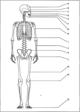 Bioceramic applications. A. Cranial repair. B. Eye lens. C. Ear implants. D. Facial reconstruction. E. Dental implants. F. Jaw augmentation. G. Periodontal pockets. H. Percutaneous devices. 1. Spinal surgery. J. Iliac crest repair. K. Space fillers. L Orthopedic support purposes. M. Orthopedic fillers N. Artificial tendons. 0. Joints.