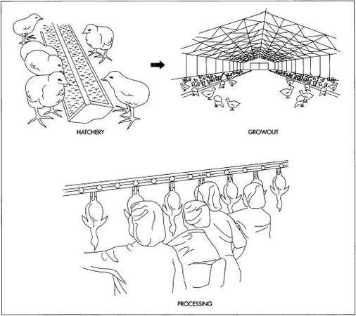 Chicken processing begins at the hatchery where hens lay eggs. The eggs are collected and incubated until they begin to hatch in about 20 days. The chicks live in large, growout houses where they are fed a diet of chicken feed. After growout, the birds are conveyored through a stun cabinet. The mild electrical current in the water stuns or paralyses the birds. Next, the birds are conveyed to an automatic neck cutter. The carcasses hang until all the blood has drained and then they are defeathered. Next, they are washed, cleaned, and immersed in cooled, chlorinated water for 40-50 minutes.