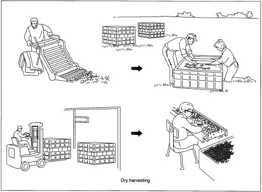 Dry harvesting is the method used to harvest cranberries that will be sold fresh. It involves collecting the ripe cranberries from the vines by using a mechanical picker that combs through the vines with its teeth. The machine deposits the berries in an attached burlap sack. Once full, a sack is emptied onto a metal screen that sifts debris from the berries. The berries are then crated and transported to the processing plant, where bruised and rotten berries are sorted out and discarded.