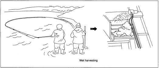 Wet harvesting methods are used when cranberries will be processed into jam, juice, and jellied sauce. The cranberry beds are flooded the night before harvesting. The next day, a machine called a water reel is driven through the water, its paddles churning up the water. The ripe cranberries are agitated just enough to separated from the vine and float to the surface of the water. The floating berries are corralled together with an inflatable boom and a large pipe siphons the berries into a metal box called a hopper, which separates the debris from the berries.