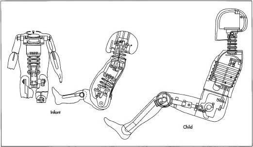 The first crash test dummies manufactured during the 1950s and 1960s did not address the differences between body types. Those first dummies were statistically correct adult males, and as such, they did little to represent the typical infant, child, and female body types. By 1970, the dummies' shortcomings were apparent and various body types were manufactured.