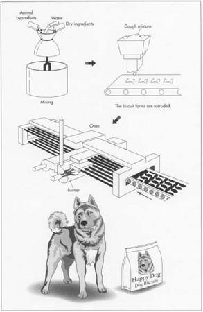 Commercial dog biscuit manufacturing operations begin by mixing the dry ingredients together in industrial-sized mixers. Water is added to increase the moisture content to 30%. Once all the additional ingredients are added and the batch is heated, the paste-like dough is transported to an extruder. The extrusion machine is a large, enclosed screw which has a tapered end. The screw is turned, pushing the dough through the extrusion chamber. As it is moved through, it heats up due to the friction generated. At the end of the extrusion chamber are the forming dies. These can have a variety of shapes such as bones, stars, circles, etc. As the batch is pumped out, automatically cut into individual biscuits, and laid on drying sheets. The biscuits are transferred to a metal conveyor belt and moved through an oven. Prior to packaging, the cooked biscuits may be coated with flavor or vitamins.