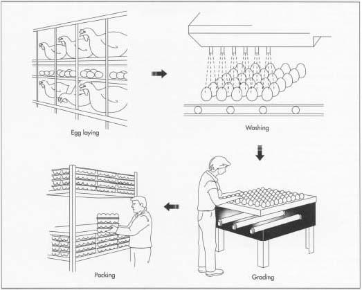 Commercial egg processing is a quick business that relies on speed to market in order to provide fresh, quality product. Hens are kept in cages that are devised so that when an egg is laid it rolls into a collection bin. The eggs are then packed on skids which are formed of layers of flats. Skids are individually placed on a conveyor belt. Each egg in the skid is grasped by a small suction cup and placed onto another conveyor belt. The eggs move into the grader where they are cleaned with a USDA approved cleanser. They are rotated as brushes and water jets move carefully across the eggs. A fan then dries the eggs. Once graded, the eggs are placed in cartons, packaged, and shipped to stores.