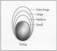 In a darkened room, eggs are placed in a candling booth with penetrating lights shining up from below. A trained candler can see that an older egg has thinner albumen; thus, the yolk casts a sharp shadow and immediately indicates an older egg. Eggs are graded as "A" (sold for household use or at retail markets), grade "B" (used mostly for bakery operations), or grade "C" (sent to egg breakers who break the shell in order to convert it to other egg products); higher grade eggs have a thick, upstanding albumen, an oval yolk, and a clean, smooth, unbroken shell. Next, the eggs are individually weighed and assigned an appropriate size. In the United States, eggs are sized (extra large, large, medium, small) on the basis of a minimum weight rather than by size of egg. Extra large eggs must weigh a minimum of 2.24 oz (64 g), large at least 1.96 oz (56 g), medium at least 1.72 oz (49 g), and small at least 1.47 oz (42 g).