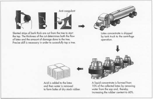 Erasers are made from either natural or synthetic rubber. Natural rubber is produced from latex that is collected from rubber trees. Water is removed from the latex, increasing the rubber content to 60%. Acid is added to the liquid concentrate in order to produce solid sheets of dry rubber.