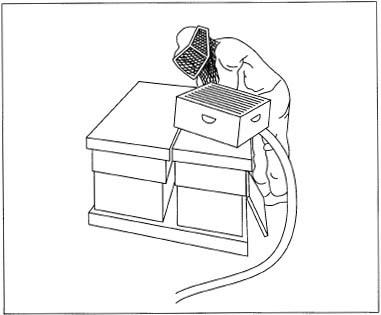 There are several methods for removing honey combs. The beekeeper can either sweep the bees off the combs and guide them back into the hive or inject a puff of smoke into the hive. When the bees sense the presence of fire, they gorge on honey in an attempt to take as much as they can with them before fleeing. Somewhat tranquilized by engorgement, the bees are less likely to sting when the hive is opened. Alternately, a separator board can be placed between the honey chamber and the brood chamber. When the bees in the honey chamber discover that they have been separated from their queen, they move through a hatch that allows them to enter the brood chamber, but not reenter the honey chamber.