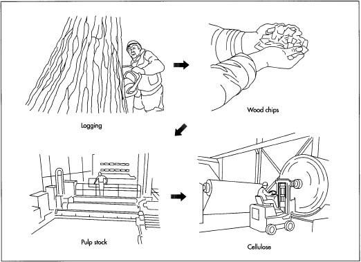 The main ingredient of lyocell is cellulose, a natural polymer found in the cells of all plants. The cellulose for lyocell manufacturing is derived from the pulp of hardwood trees. During the manufacturing process, the hardwood is broken down into chips and then fed into a vat of chemical digesters, which soften them into a wet pulp. The pulp is washed, bleached, and dried in a huge sheet that is rolled onto a giant spool.