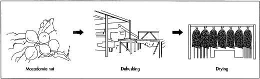 Macadamia nuts are harvested by hand, shaking the trees and picking the fallen nuts, or picking them with a mechanical picker. The harvested nuts are fed into large hoppers and then into a dehusker made of double rollers that strip the outer husk away. The husked nut has a moisture content of about 25%, and it has to be dried and cured to reduce its moisture content to about 1.5%. Drying is done in a greenhouse, and curing is accomplished by heating the nuts to 104-122° F (40-50° C). Some processors store the nuts in netted bogs or onion bogs during drying so the heated air can move freely through the nuts.