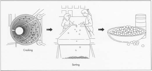 The nuts pass through steel rollers that counter-rotate and exert a pressure of 300 lb per sq in (21 kg per sq cm) on the shells, causing them to crack without damaging the kernels inside. The kernels passed through a series of blowers and trommels or gravity separators with holes that remove dust, dirt, any remaining bits of husk, or nuts that are substandard. Uncracked nuts are collected and recycled through the crackers. Optical devices inspect the nuts and sort them by color. Quality control inspectors also observe the passing flow of kernels and sort them by hand.