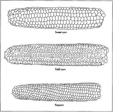 There are several commercial classifications of corn. Field corn (also called dent corn or cow corn) is fed to animals. Sweet corn is the kind we eat at the dinner table. Popcorn, also a collection of varieties of Zea mays, is the only corn that pops; it is not dried kernels of sweet corn.