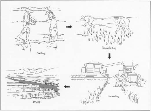 The cultivation of rice begins by planting water-soaked seeds in a properly prepared bed. Oftentimes, the seedlings are transplanted to the paddy when they reach a certain size. When the grains begin to ripen, the water is drained from the fields. Harvesting begins when the grain yellow and the plants start to droop. Depending on the size of the operation and the amount of mechanization, rice is either harvested by hand or machine. Once harvested, the rice is usually dried in the fields with the help of sunshine.