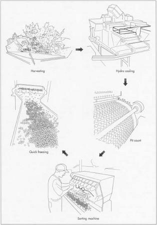 Cherries are mechanically harvested using a tree shaker that knocks the fruit from the tree. Once picked, cherries are quickly processed and sent to market or to be frozen, canned, or used in other products.