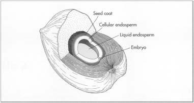 The inside layers of the fruit from a coconut palm.