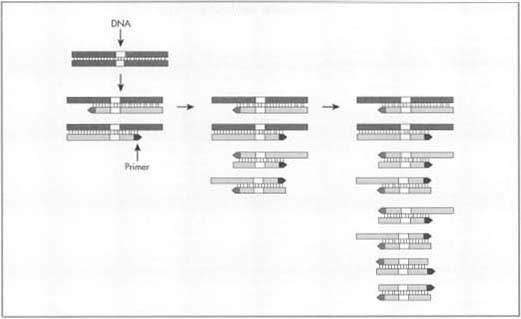 The first phase of polymerase chain reaction (PCR) involves the denaturation of DNA. This "opening up" of the DNA molecule provides the template for the next DNA molecule from which to be produced. With the DNA split into separate strands, the temperature is lowered—the primer annealing step. During the next phase, the DNA polymerase interacts with the strands and adds complementary nucleotides along the entire length. The time required at this phase is about one minute for every 1,000 base pairs.