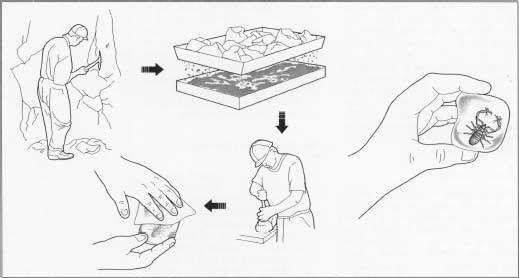 Baltic amber is mined and clarified to obtain a clear view of the inclusion.