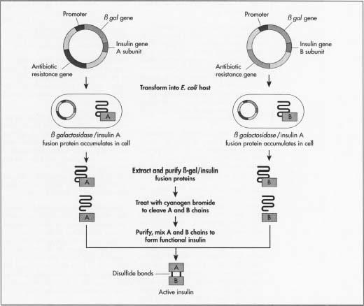 A diagram of the manufacturing steps for insulin.